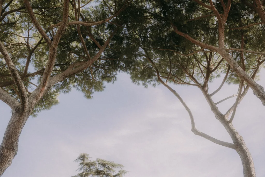 Wide Angle View onto some pine trees at La Pescaia Wedding Venue in Tuscany.