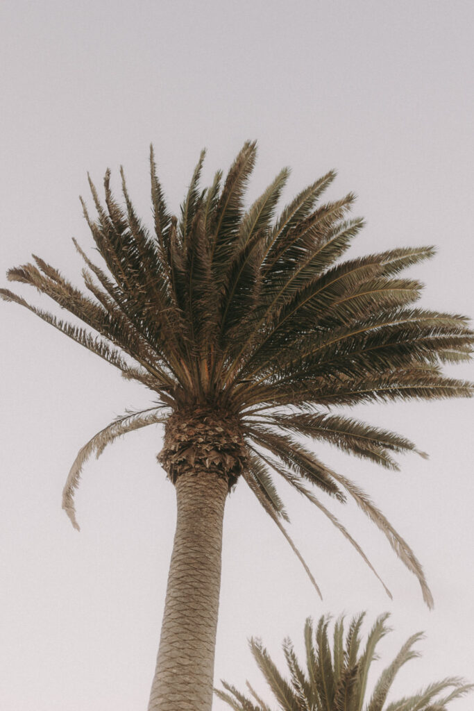 Palm tree silhouette in Spanish wedding destination setting