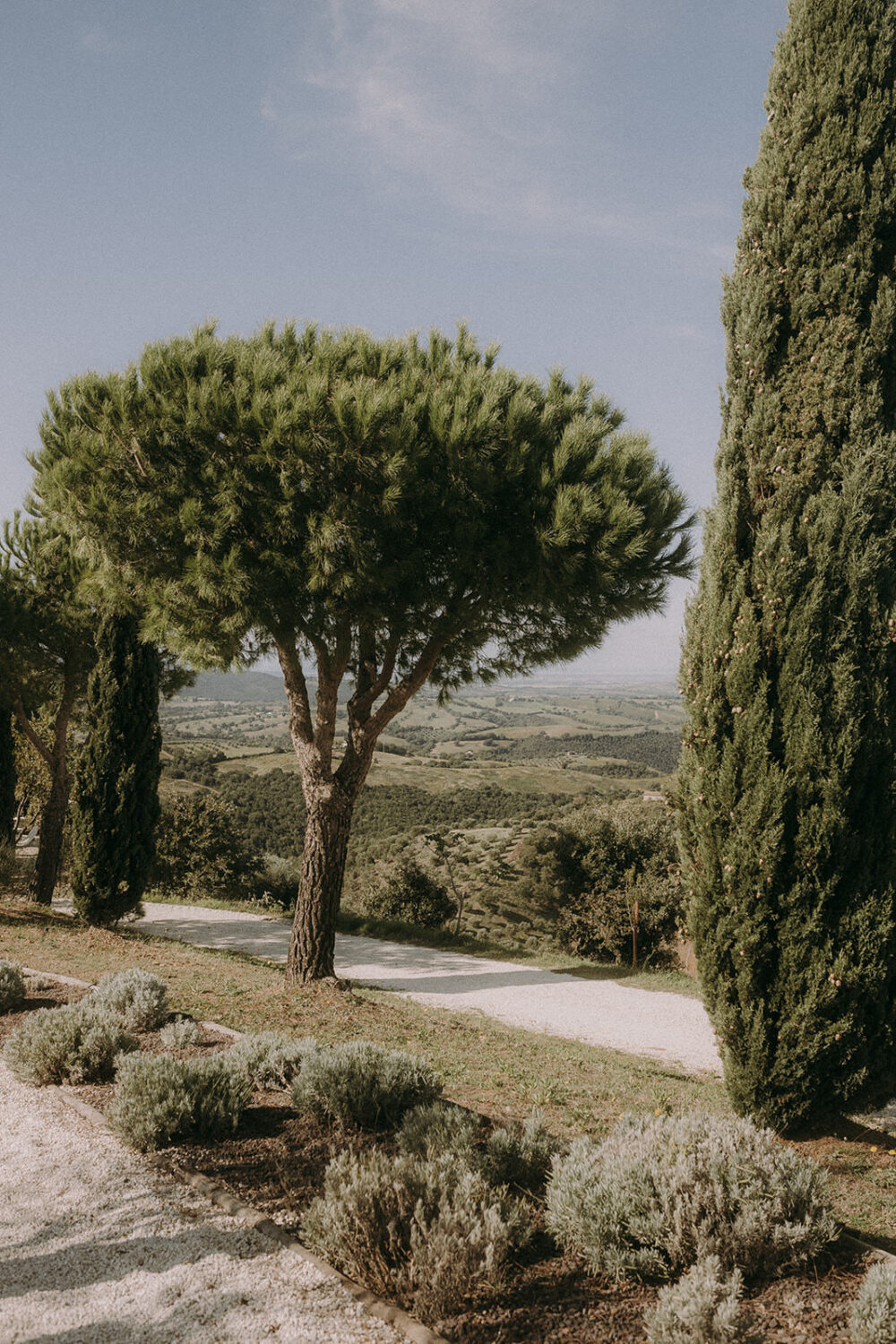 Umbrella pine and cypress trees beside a gravel path with lavender, overlooking the rolling hills of Tuscany